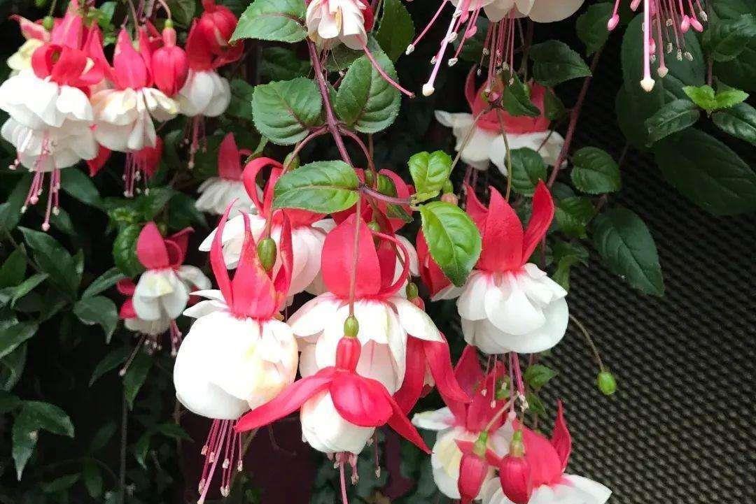 更是|新手别养这3种花了,没经验很难养,开花更是大问题