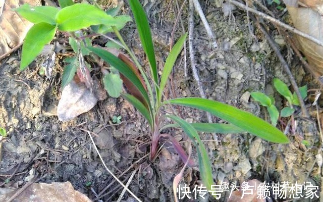 茈胡|遇见了,请您珍惜“它”,不要当杂草,目前太珍贵了