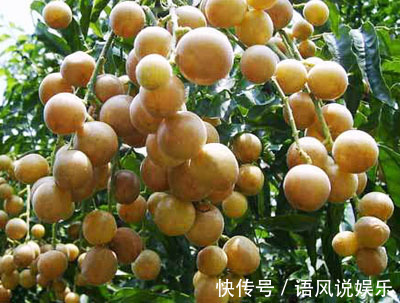 大家伙|晚上当零食吃几颗,一个月下来,消炎杀菌,止咳化痰,冬天不咳嗽