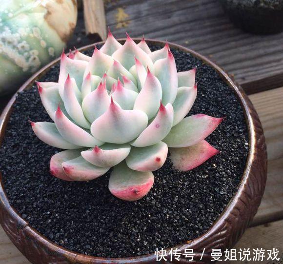 多肉总烂根化水,试试三个小技巧,一个秋天就能爆出一大盆