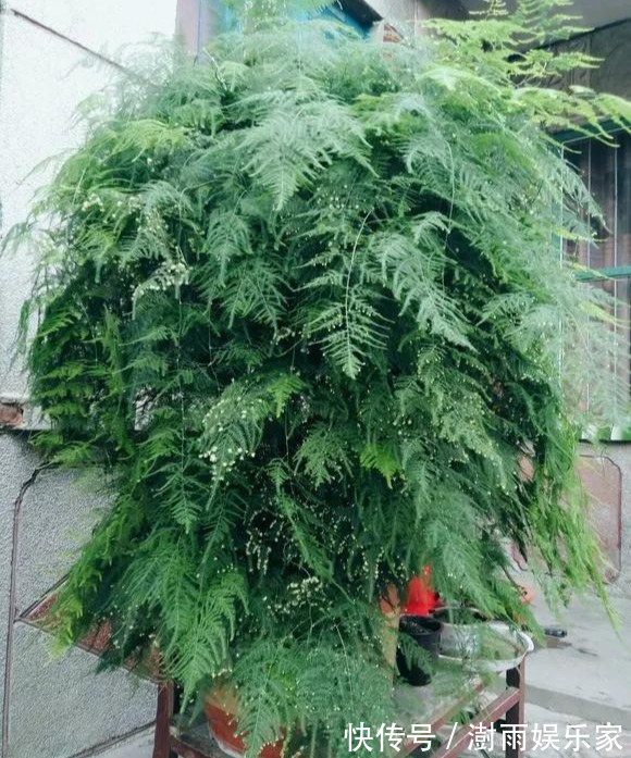 积水|为花友们介绍5种既养人又镇宅的花,盆栽养一盆很值