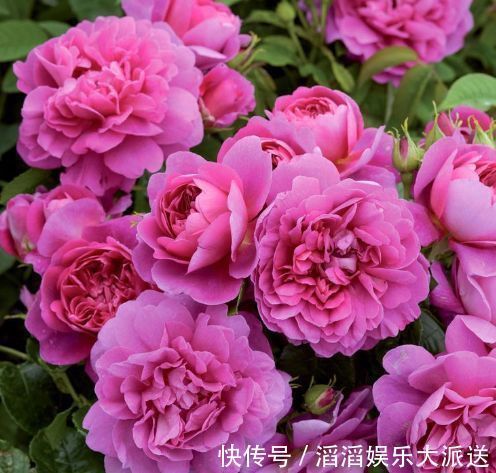 安妮公主|喜欢玫瑰,不妨试试“珍品玫瑰”安妮公主,丰腴婀娜,芳姿耀眼