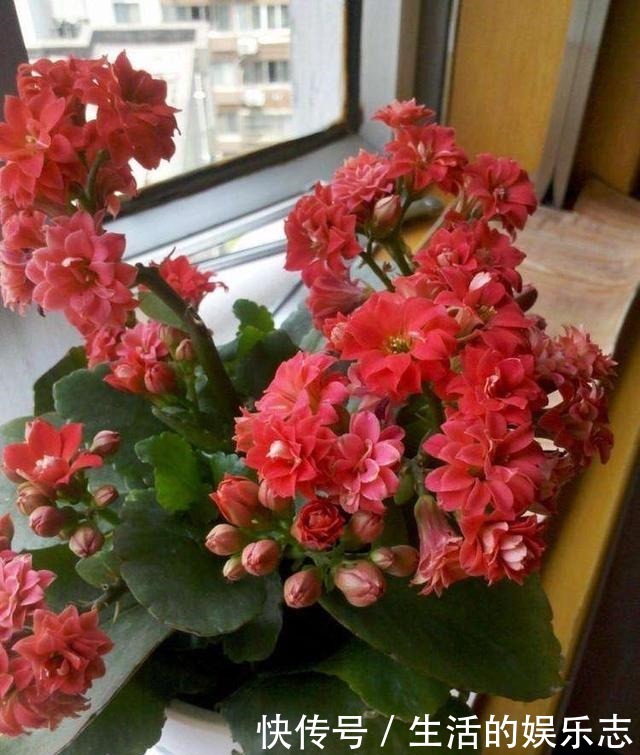 春天不用买盆栽,3种花,摘一个枝扦插,长成一大丛,漂亮好繁殖!