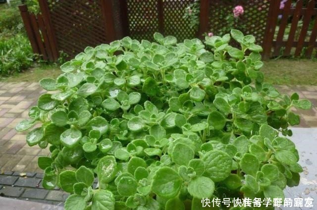 栀子花|6种“花”,自带香味,室内养1盆,比清新剂强1倍,无毒又环保!