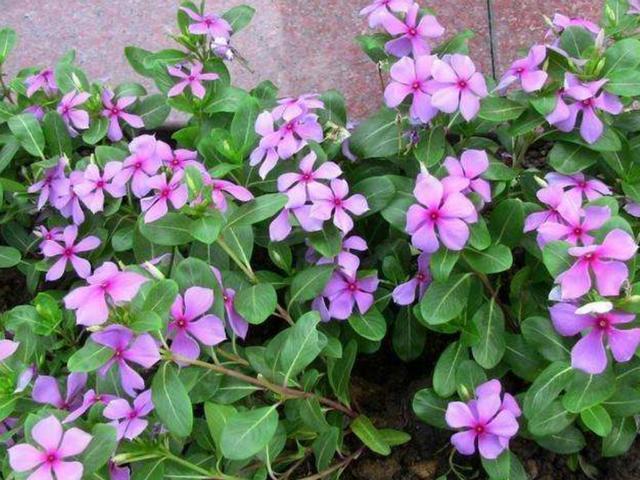 最好养的花,一粒种子繁殖一大盆,几乎全年开花,快养上一盆吧