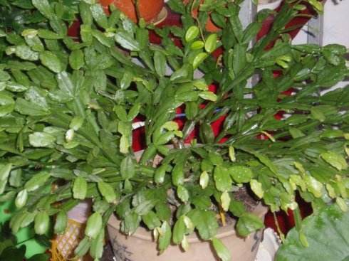 病虫害|夏天养蟹爪兰，“3点”做不好，黄叶、耷拉、介壳虫，活不到秋天