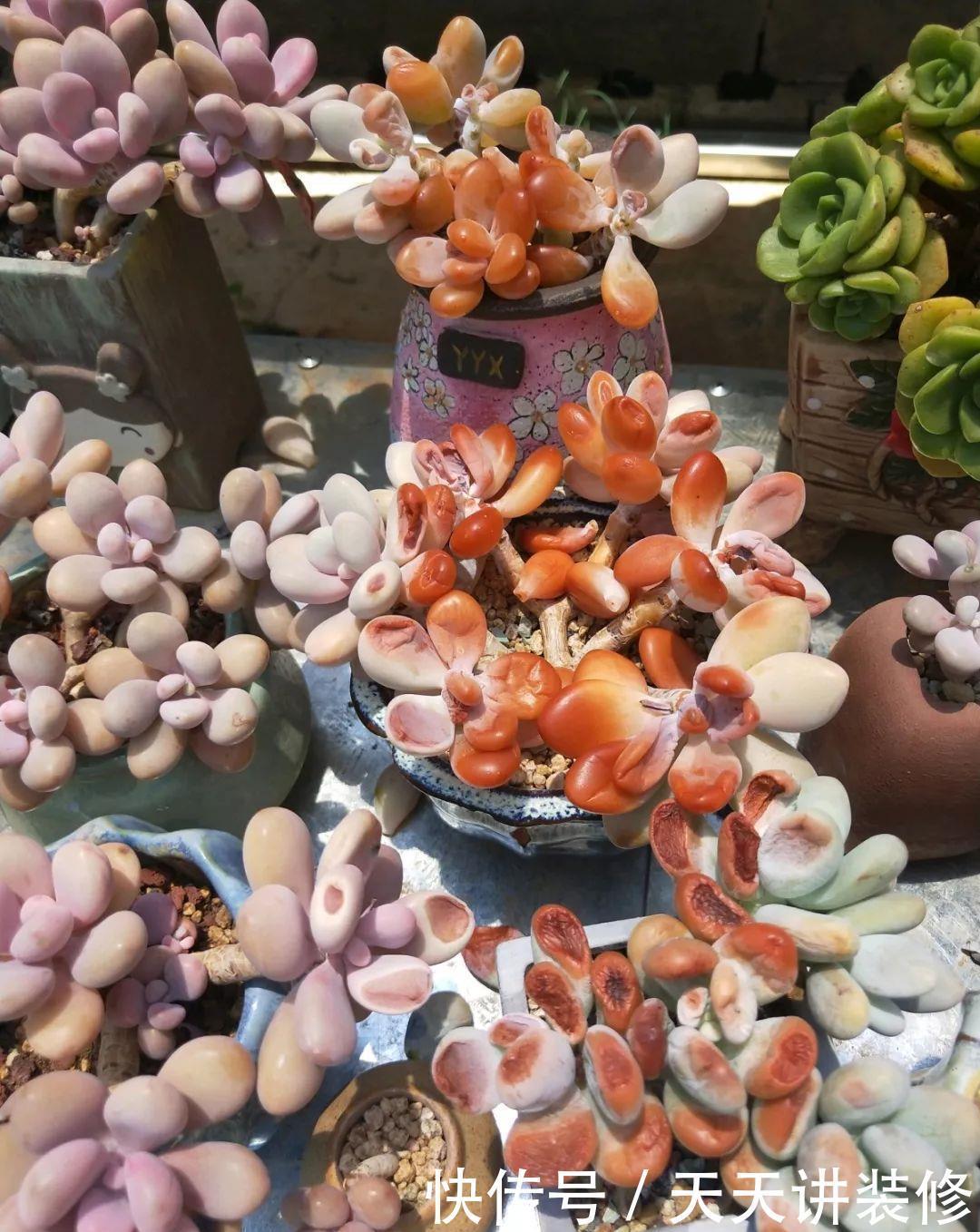 爸妈不在家,我在院子里疯狂种多肉,倍儿爽