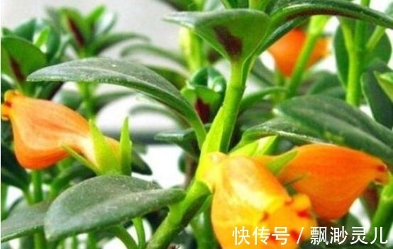 金鱼|4种漂亮花，好养易活能爆盆，年年开花不断