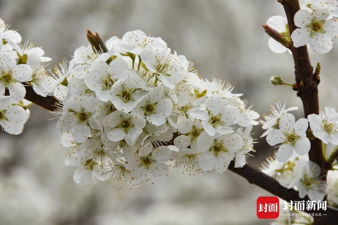 组图｜春田赏花，千年荣州等你！