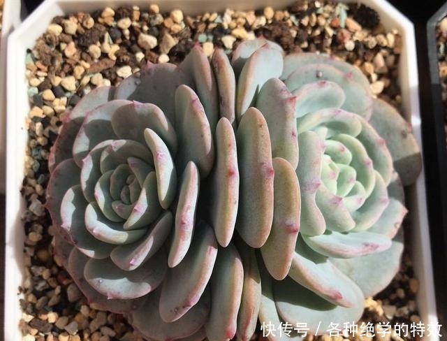 羞红|秋风轻吻,多肉,羞红了脸颊