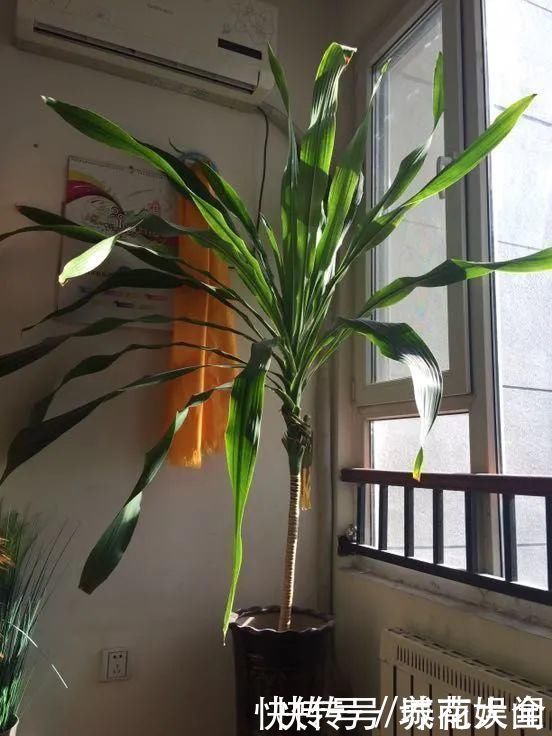 耐旱|超级耐旱花，整个冬天不浇水，还能胖一圈