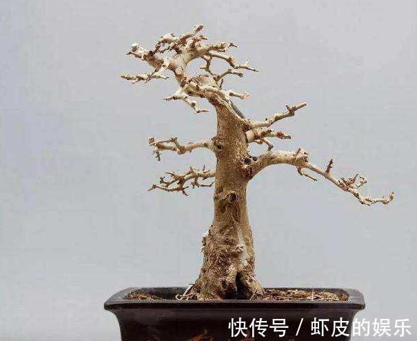 对节白蜡盆景养护做好此几点，枝繁叶绿