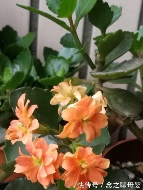 长寿花剪一刀,理个小平头,株型矮壮开花多