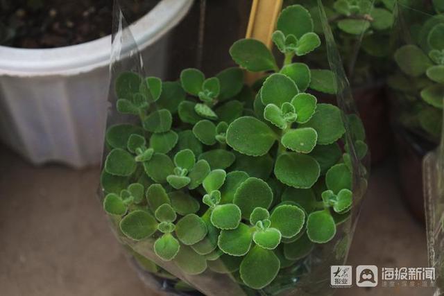 年宵花市场开始备货蝴蝶兰仙客来20-50元盆受市民青睐