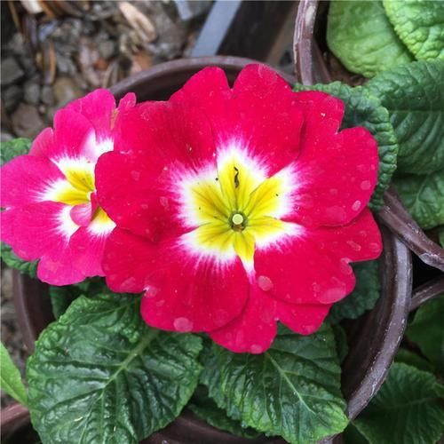  盆栽|到了冬季就盆栽这7样花卉，耐寒能力强，开花美丽又喜庆