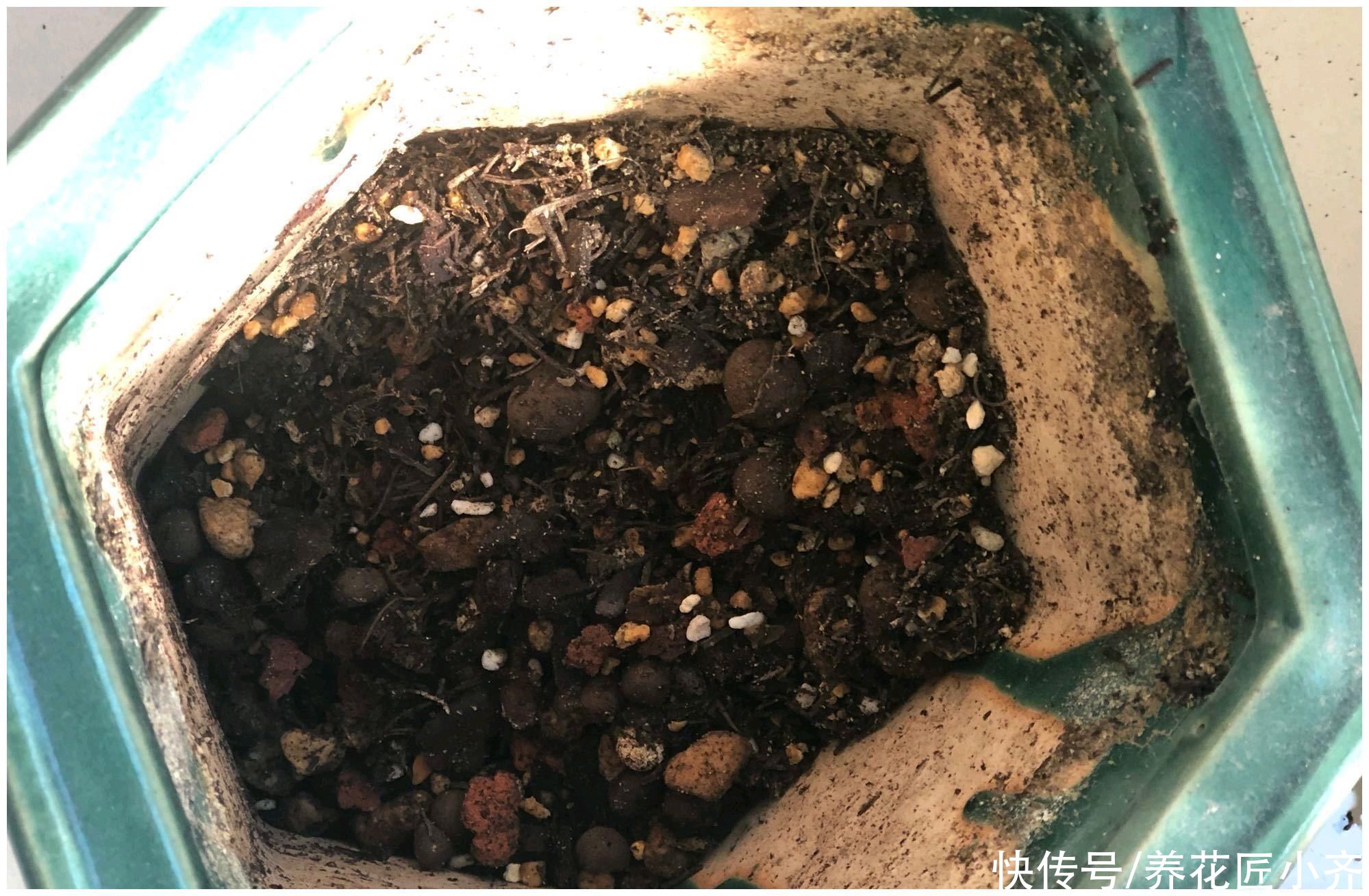 烂根|兰花烂根空根怎么办？关键是栽种不得当，一定要掌握好技巧才行