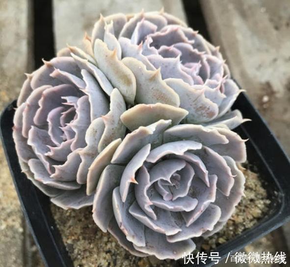 5款“玫瑰系”多肉,不仅颜值高,且好养活,新人也适合