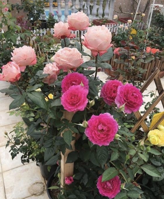 花期|养4种花,花朵凋谢“别等了”,咔嚓剪几刀,30天后又开一茬花