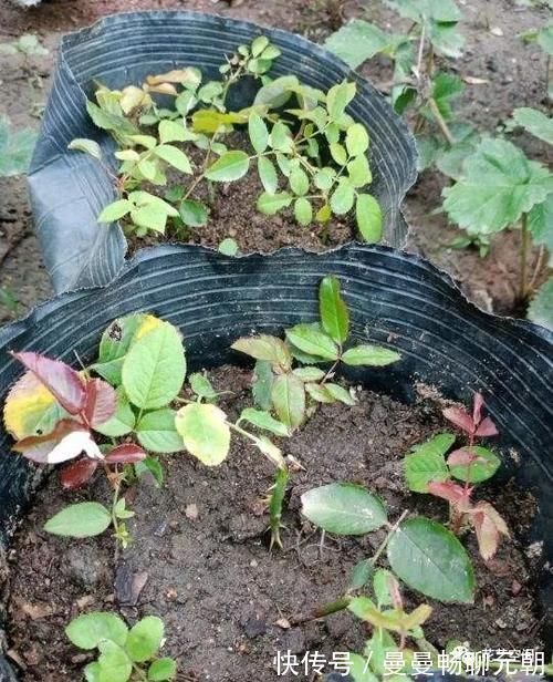 维生素b12|扦插繁殖花卉时,用2种小药片,一个星期就生根,越养越旺盛!