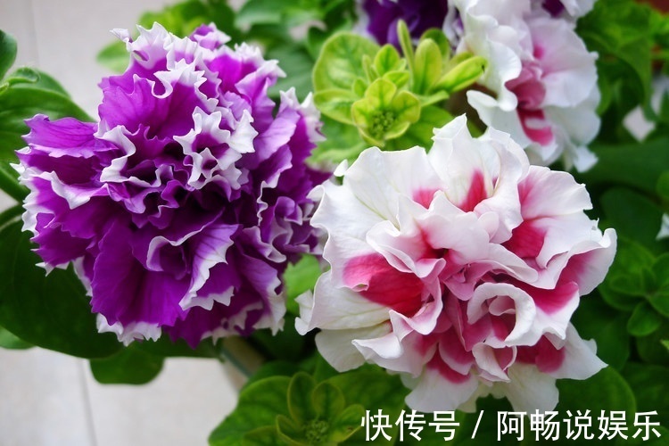 喜欢在家中养护花卉，就选择花色鲜艳，花朵漂亮，欣赏价值高的花