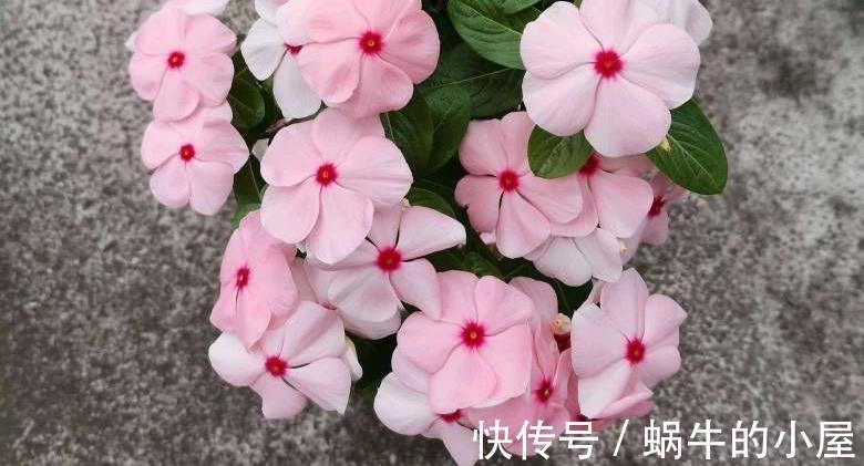 长春花这样养 花开不停 花量更大 颜色更鲜艳 粉紫色
