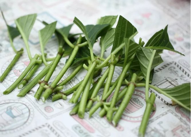 枝条|扦插最佳时期到了,有这花赶紧插,沾土就能活