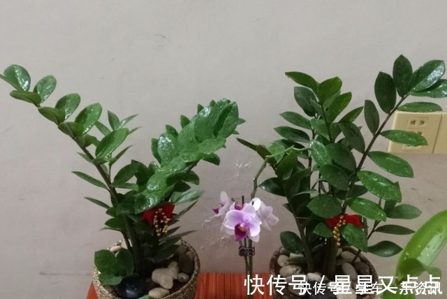 根系|5个养花好习惯,学会了,啥花都能养爆盆!5个养花好习惯,学会了,啥花都能养爆盆!