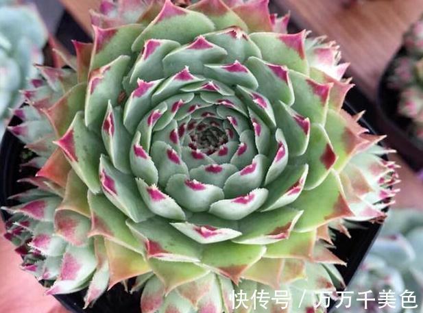 多肉养不好的原因之一,多数的分不清夏型种和冬型种多