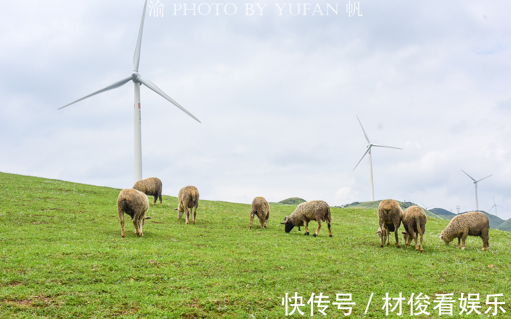 乌蒙山|游南方海拔最高的草原，感受凉都的盛夏清爽，品尝大山里的VC之王