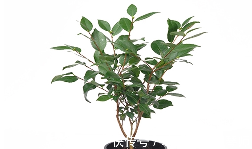 花盆|四类花卉不能随便换盆,换不好容易挂掉,要掌握好时间和方法