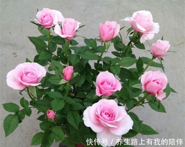 花卉|三种盆栽,花开一茬又一茬,便宜还好养,养一盆全年有花赏!