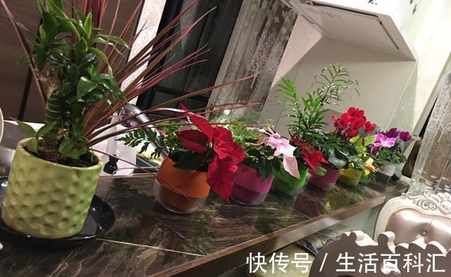 瓜果|不使用磷酸二氢钾养花,那就试试自制肥料,在家就能制作