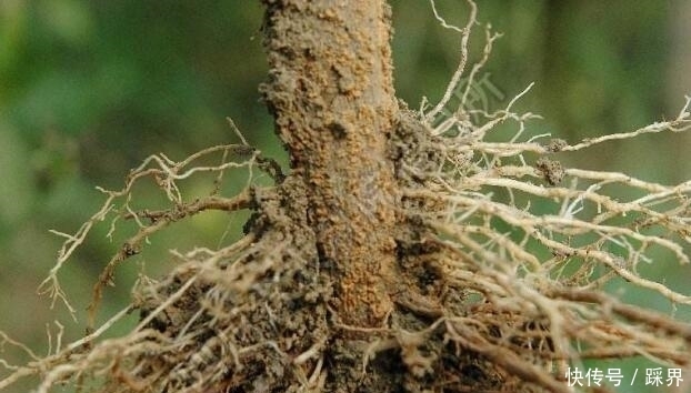 能治脚气能治冻疮,农村人把它当柴烧,殊不知价值珍贵