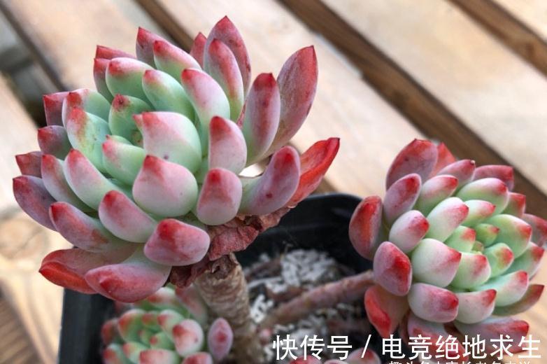 多肉红蜻蜓和蓝精灵,一个带暗纹,一个平时丑,出状态则“封神”