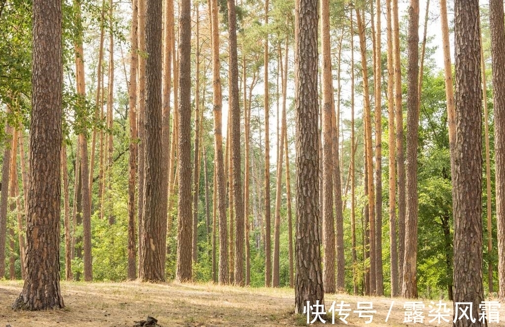 雄浑#北宋诗人王令一首《大松》,松树形象大气磅礴,青春之志令人赞扬