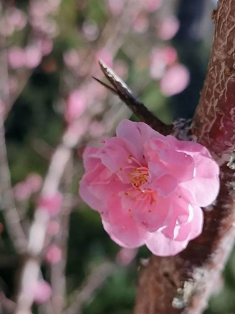 指南村|登顶东川小牯牛山——慈悲殿