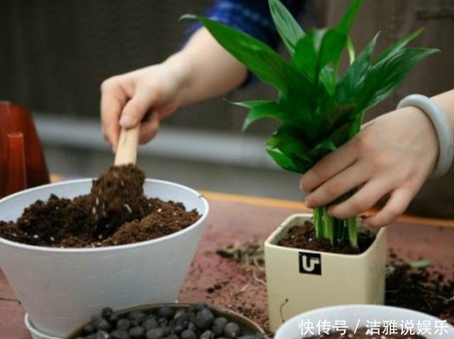自来水|养花盆土易板结,挖个“小坑”巧解决,营养又透气,两年不用换盆