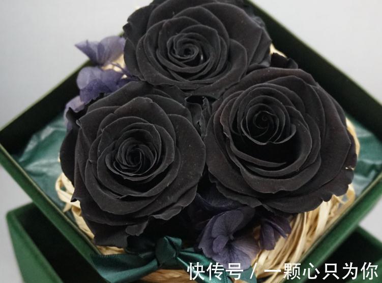 黑玫瑰介绍及花语,玫瑰系列之黑玫瑰,送给独一无二的ta