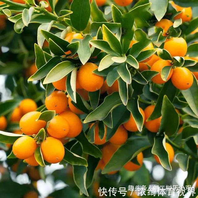 “四树进宅,镇宅旺财”,这4种吉祥植物家里一定要有一盆