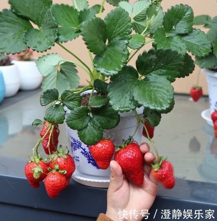 排水|阳台别再种花草，现流行种些水果，省钱四季都能吃