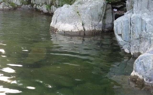 钓鱼|深山山涧,钓上一盆这鱼,味道很鲜美,知道是什么鱼吗?