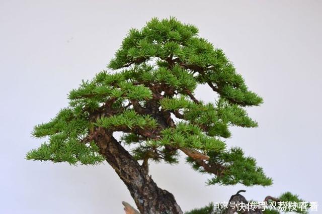 最有价值的6个树桩,做成盆景增值潜力大