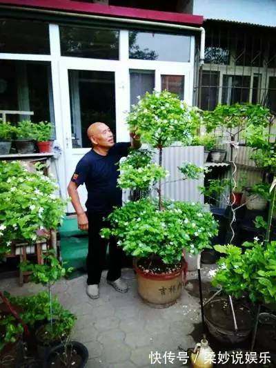剪枝|大爷一盆茉莉养30多年，他只做了这个小动作，年年开花3次