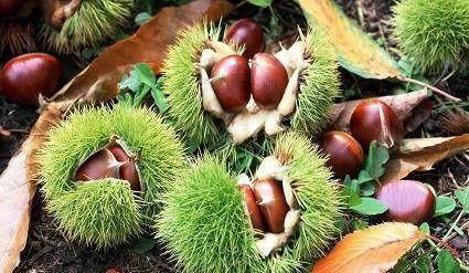 女性养生，每晚吃一些，排毒清肠，延缓衰老，早吃早受益