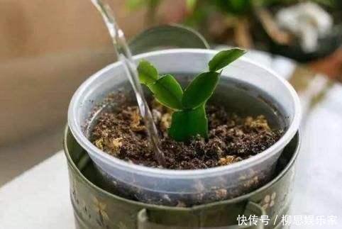 甜水|蟹爪兰来点“甜水”,不烂根不黄叶,枝枝开花红满盆!