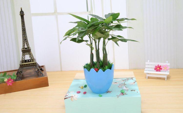 农历九月三十霜降后，养什么花？以下3种花，大吉大利吉祥喜庆