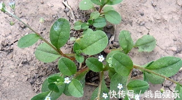 荠菜|农村1种“趴地菜”,如今60元一斤却没人种,以后见到别错过