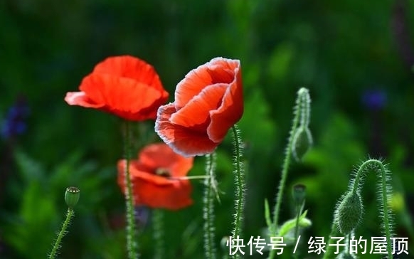 桃花|10月初，冥顽不灵，好运盈门，顺其自然，桃花盛开，幸福向你招手