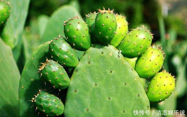 浇水|仙人掌都能养死,那你真是个“高手”,是不是“勤快”用错地方了