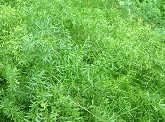 武竹|农村常见的一类野草，治疗阴虚发热有奇效，老中医强烈推荐